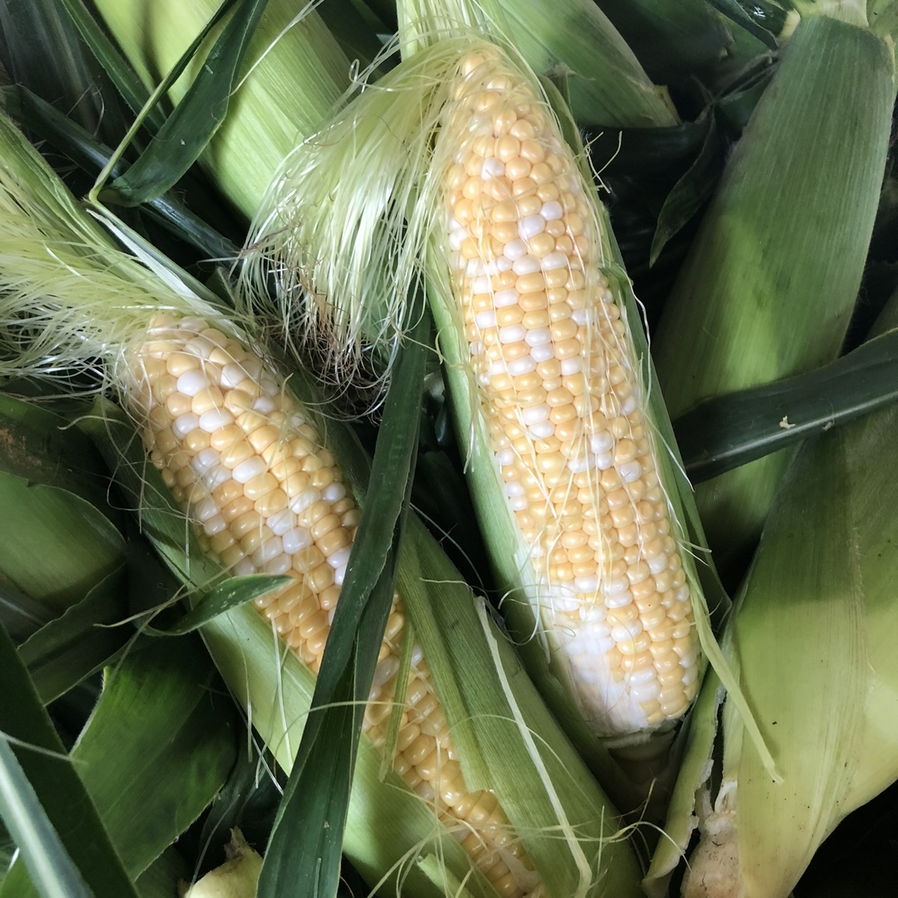 Corn (per ear) Von Thun Farms Washington