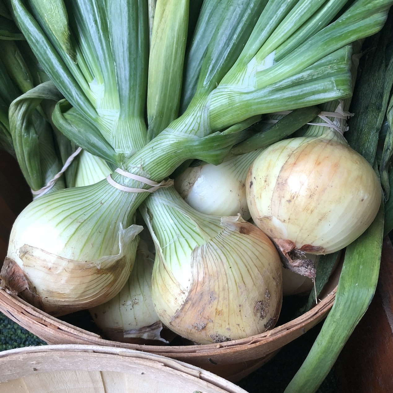 Onion (per pound) Von Thun Farms Washington