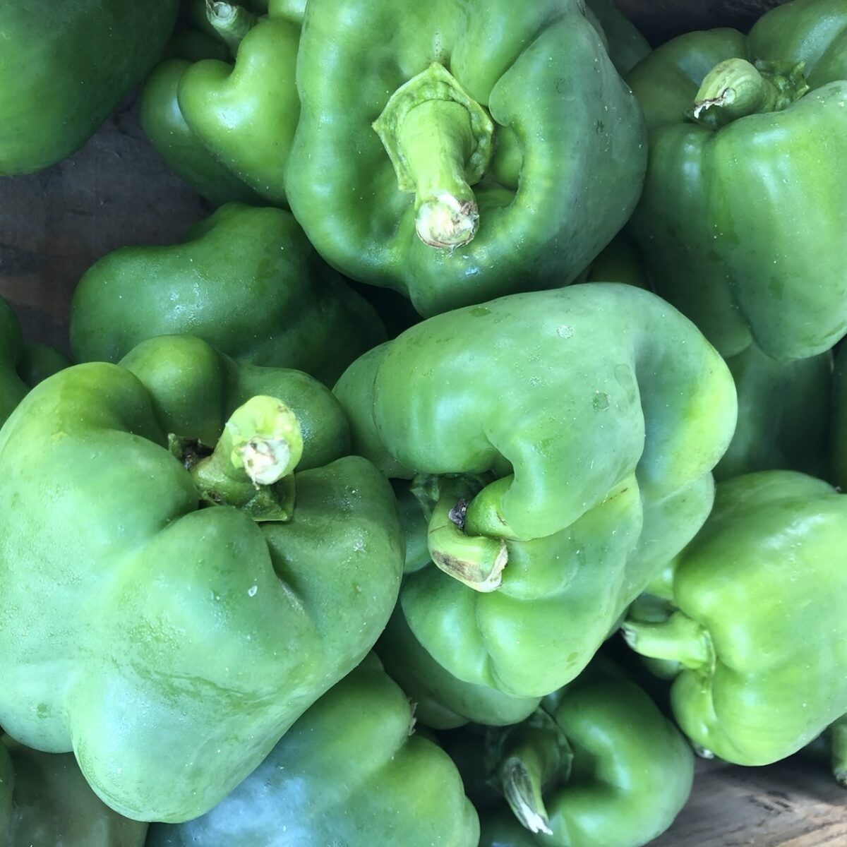 Bell Pepper (per pound) Von Thun's Country Farm Market