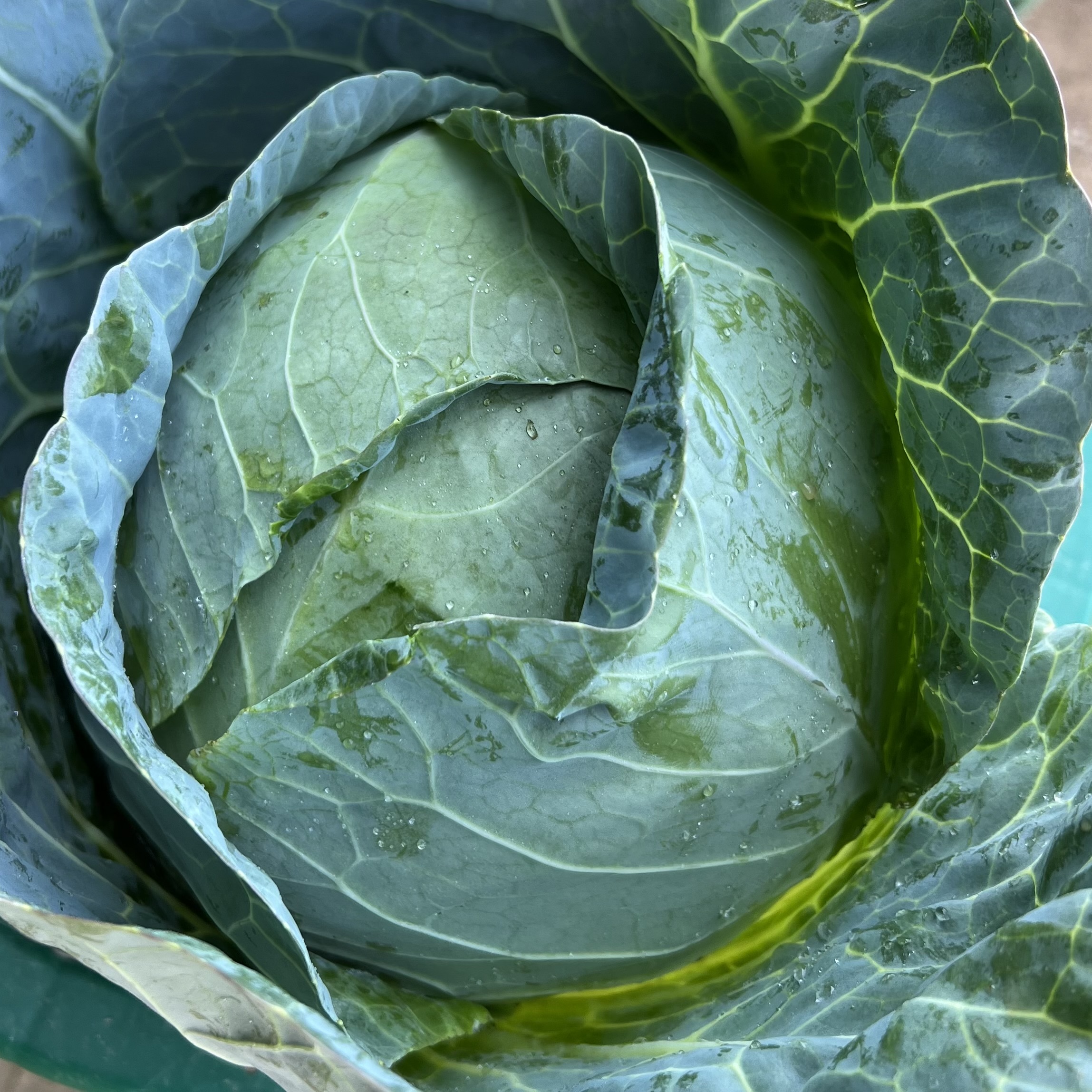 Cabbage - FarmersTable